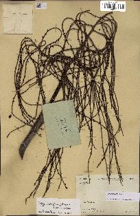 spécimen de Dypsis nodifera