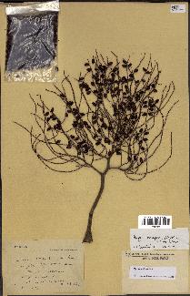 spécimen de Dypsis nodifera