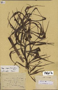 spécimen de Dypsis nodifera