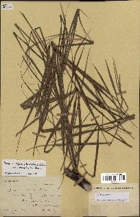 spécimen de Dypsis nodifera