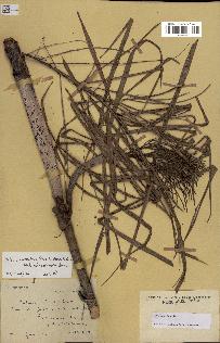 spécimen de Dypsis nodifera