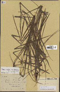spécimen de Dypsis nodifera