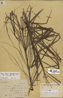 spécimen de Dypsis nodifera