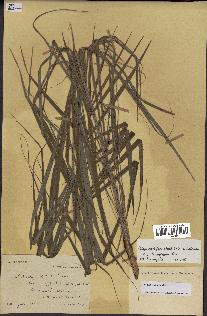 spécimen de Dypsis nodifera