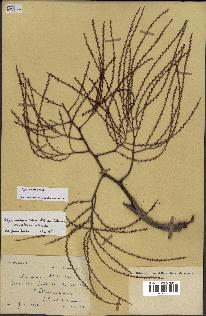 spécimen de Dypsis nodifera