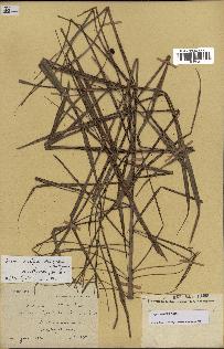 spécimen de Dypsis nodifera