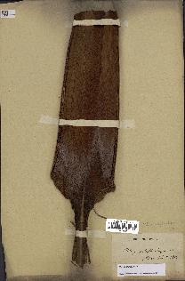 spécimen de Dypsis nodifera