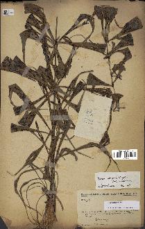 spécimen de Dypsis nodifera