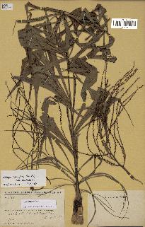 spécimen de Dypsis nodifera