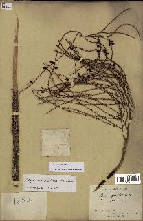 spécimen de Dypsis nodifera