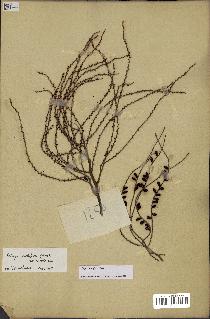 spécimen de Dypsis nodifera