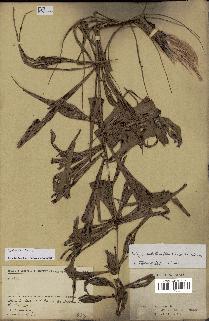 spécimen de Dypsis nodifera