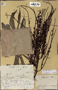 spécimen de Dypsis nodifera