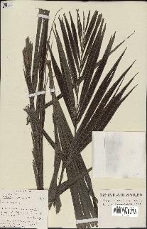 spécimen de Dypsis nodifera