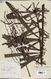 spécimen de Dypsis nodifera