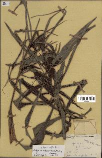 spécimen de Dypsis nodifera