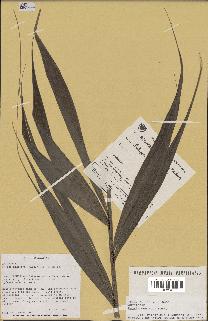 spécimen de Dypsis nodifera