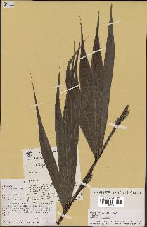 spécimen de Dypsis nodifera