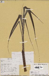 spécimen de Dypsis nodifera