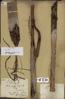 spécimen de Dypsis nodifera