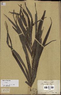 spécimen de Dypsis nodifera