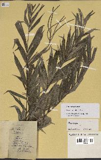 spécimen de Dypsis nodifera