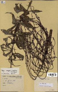 spécimen de Dypsis nodifera