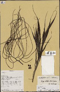 spécimen de Dypsis nodifera