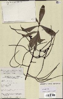 spécimen de Dypsis nodifera