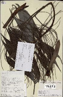 spécimen de Dypsis nodifera