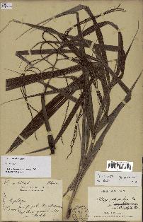 spécimen de Dypsis nodifera