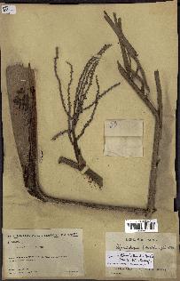 spécimen de Dypsis onilahensis