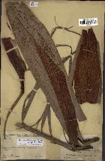 spécimen de Dypsis onilahensis