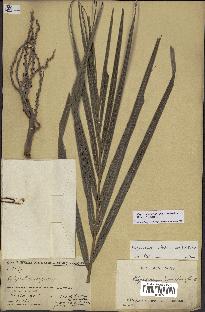 spécimen de Dypsis onilahensis