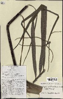spécimen de Dypsis onilahensis