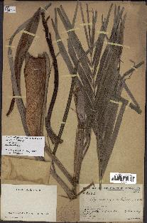 spécimen de Dypsis onilahensis
