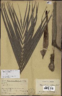 spécimen de Dypsis onilahensis