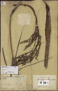 spécimen de Dypsis onilahensis