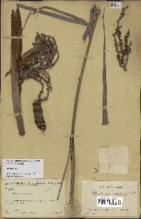 spécimen de Dypsis onilahensis