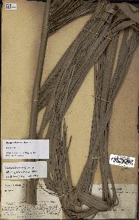 spécimen de Dypsis malcomberi