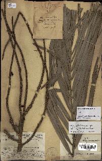 spécimen de Dypsis malcomberi
