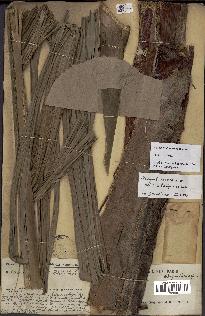 spécimen de Dypsis malcomberi