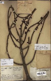 spécimen de Dypsis malcomberi