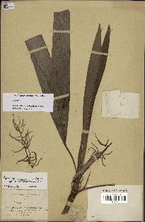 spécimen de Dypsis mocquerysiana