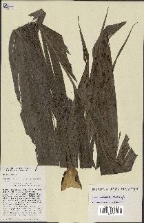spécimen de Dypsis mirabilis