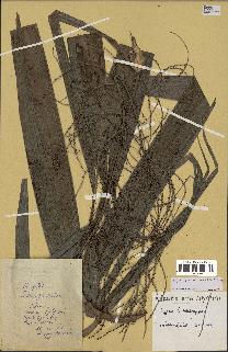 spécimen de Dypsis mirabilis
