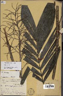 spécimen de Dypsis mcdonaldiana