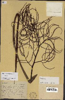 spécimen de Dypsis mcdonaldiana