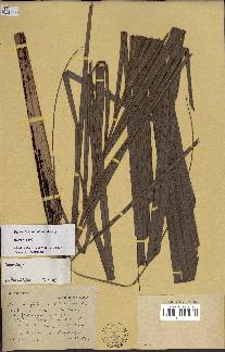 spécimen de Dypsis mcdonaldiana
