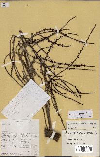 spécimen de Dypsis marojejyi